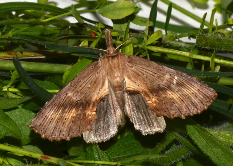 Pterostoma palpina Notodontidae
